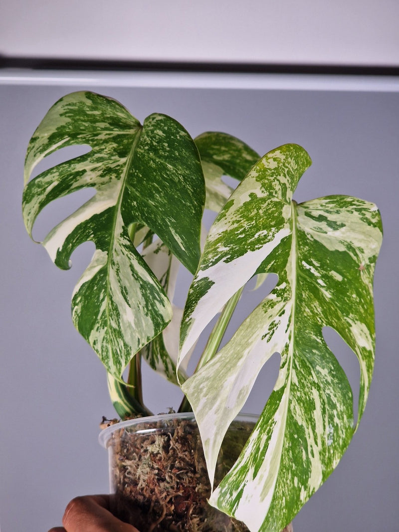 10 Rare Houseplants Every Collector Needs in 2025 - Odd Leaf