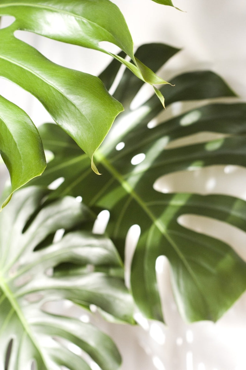How to Make Your Monstera Grow Bigger: Tips for Massive Leaves - Odd Leaf