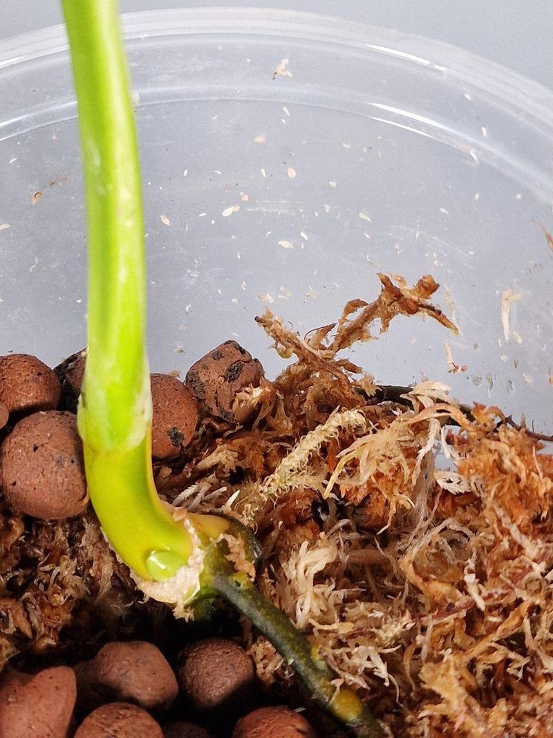 How to Propagate Rare Houseplants: Tips for Monsteras, Philodendrons, and More - Odd Leaf