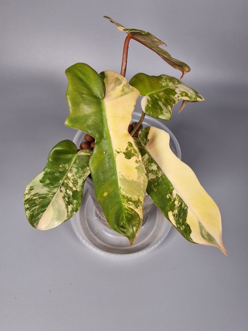 Low-Maintenance Rare Houseplants That Thrive with Minimal Care - Odd Leaf