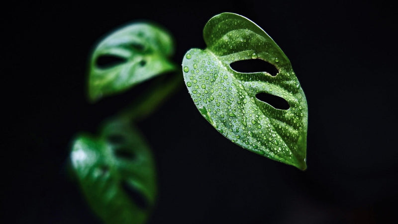 The Best Houseplants for Low Light Environments - Odd Leaf