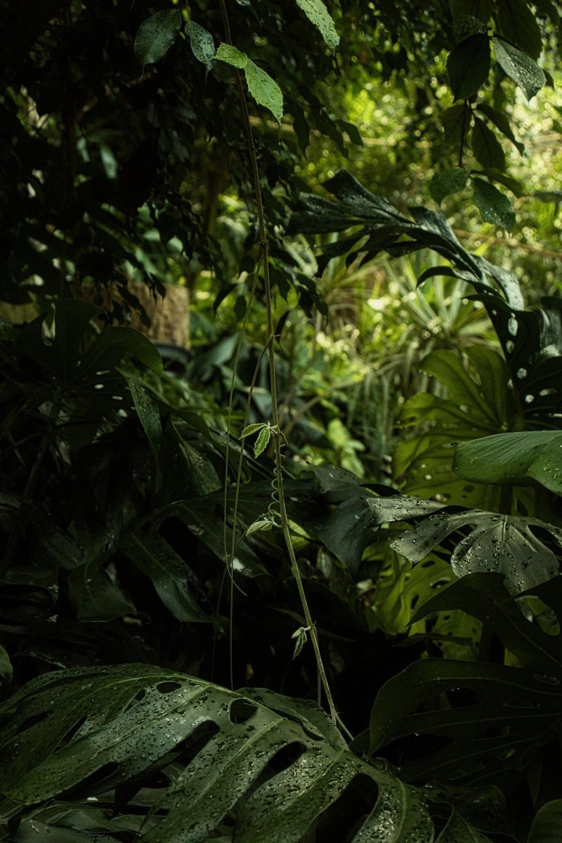 The Ultimate Guide to Creating a Stunning Indoor Jungle in 2025 - Odd Leaf