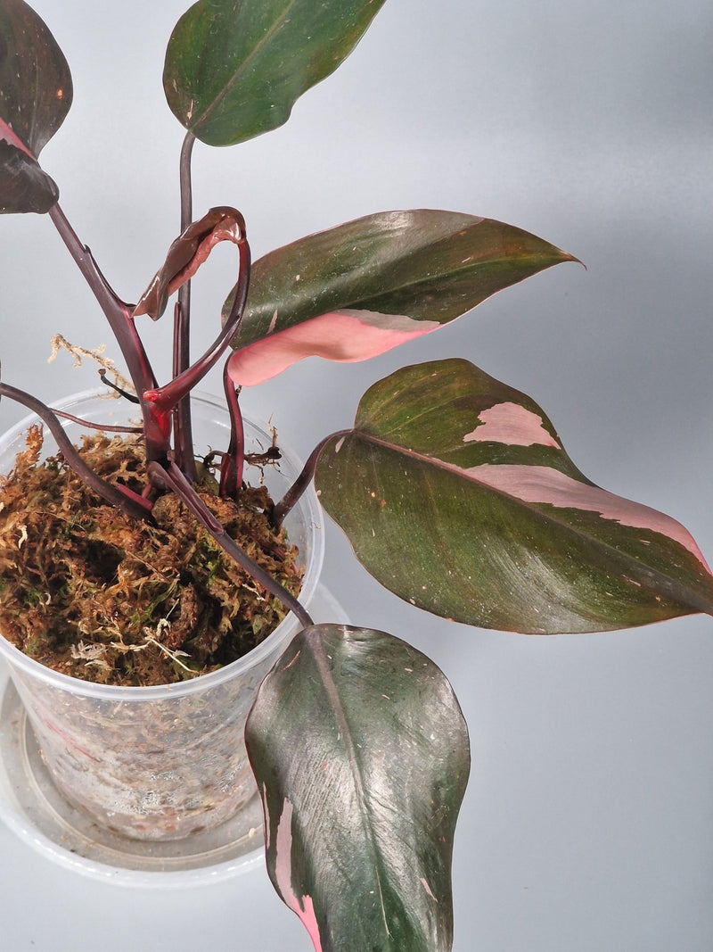 The Ultimate Guide to Philodendron Care: Growing Rare Varieties at Home - Odd Leaf
