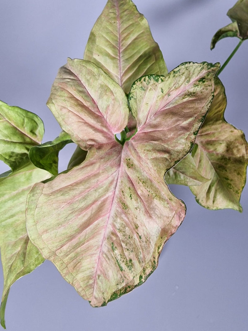 Top 5 Best Houseplants for Small Spaces in 2025 - Odd Leaf