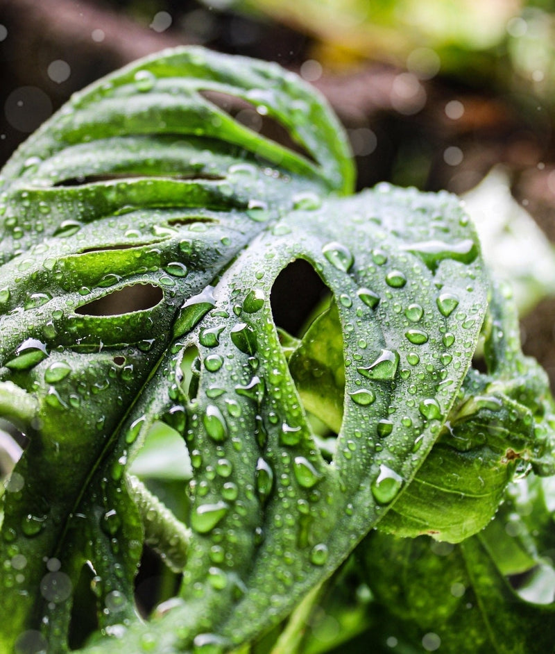 Why Every Rare Houseplant at Odd Leaf Is One of a Kind - Odd Leaf