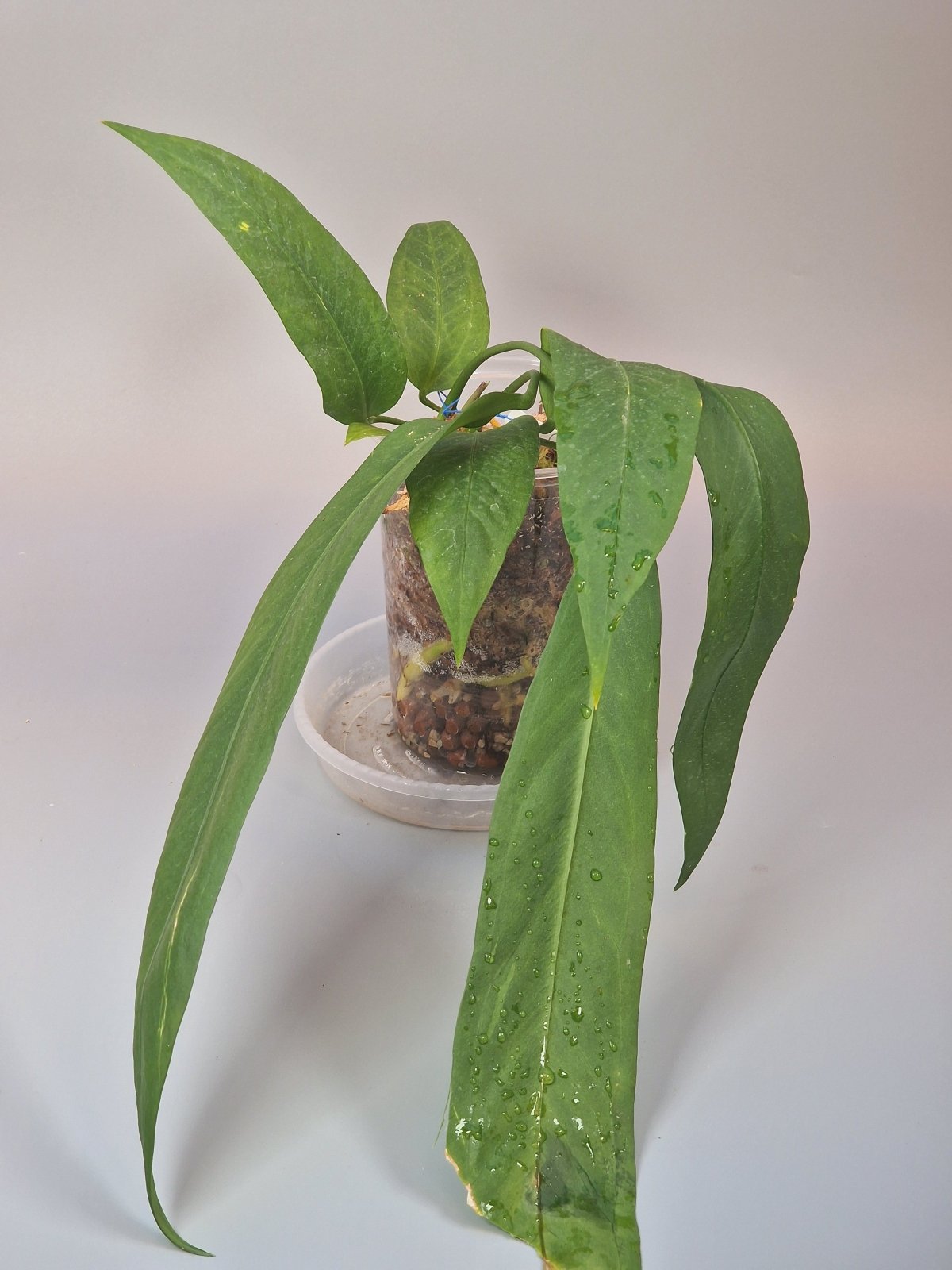 Rare Houseplants - Anthurium Vittarifolium - Odd Leaf