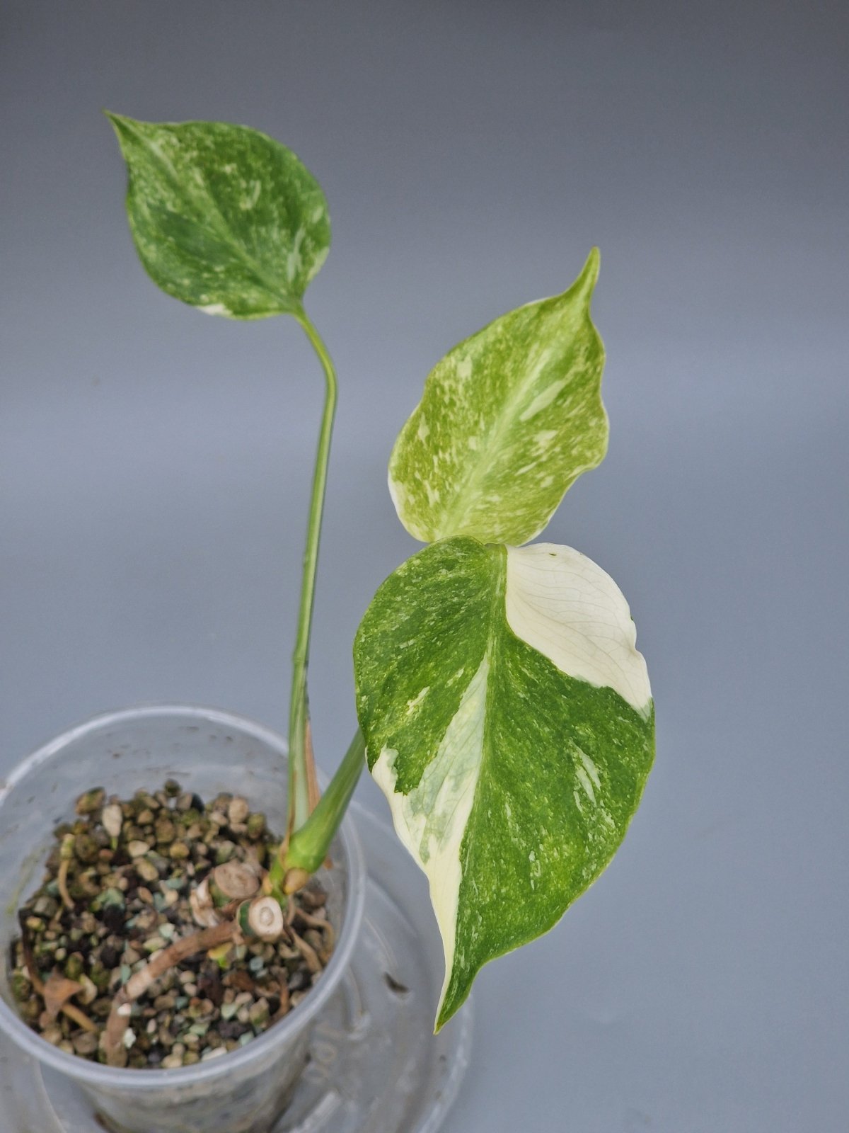 Rare Houseplants - Monstera Green Snow | Rare Houseplant - Odd Leaf